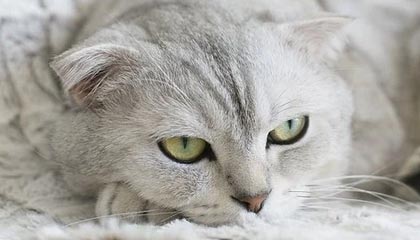 星空体育-莱斯特城青训球员崭露头角，未来可期，莱斯特城 球员